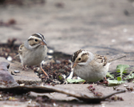 Clay colored Sparrows 7578